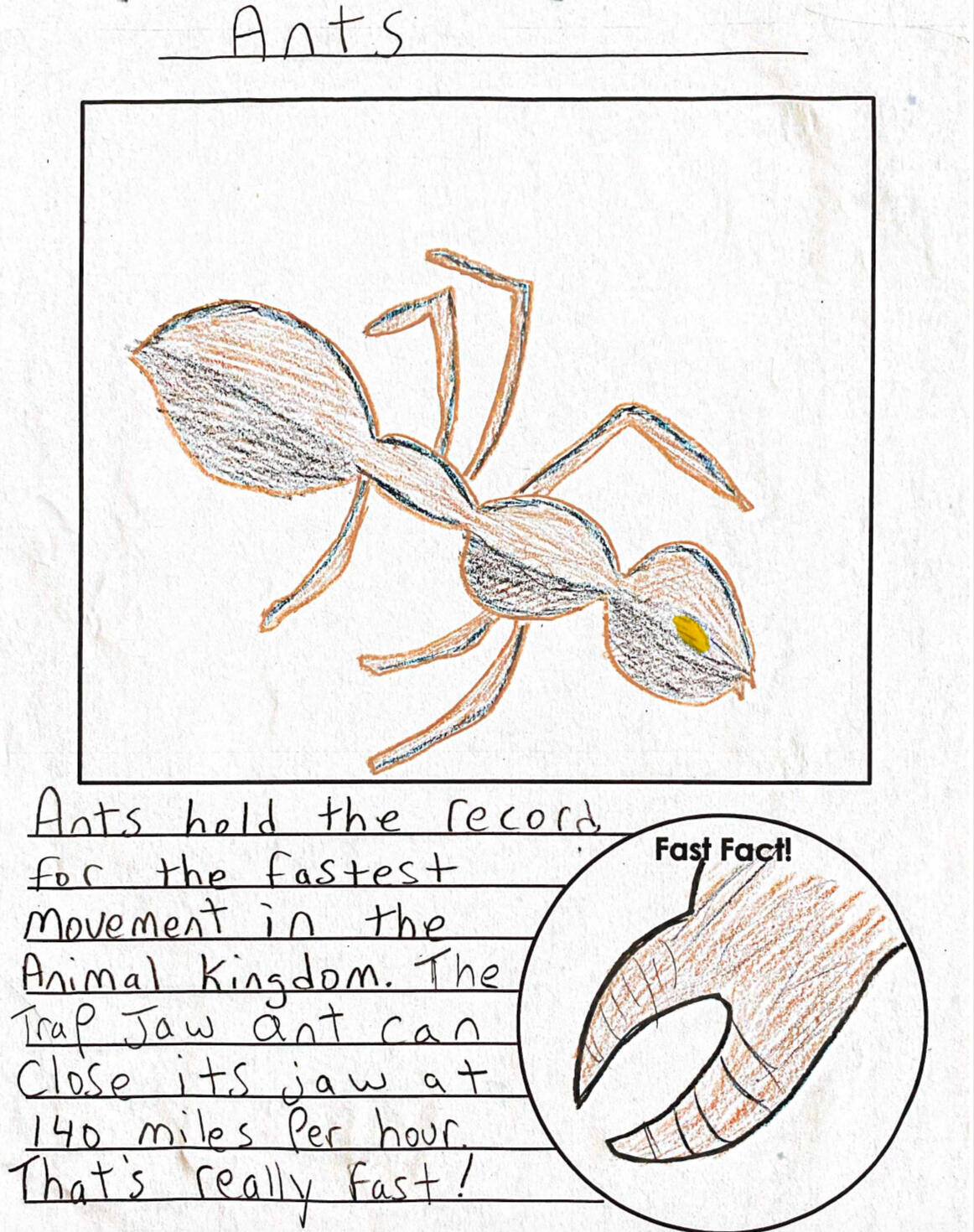 Learning about ants